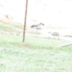 Chenonetta jubata (Australian Wood Duck) at Bungendore, NSW - 6 Mar 2020 by tom.tomward@gmail.com