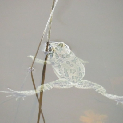 Limnodynastes tasmaniensis (Spotted Grass Frog) at Bungendore, NSW - 6 Mar 2020 by BenW