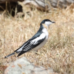 Lalage tricolor (White-winged Triller) at Jeir, NSW - 1 Dec 2019 by jb2602