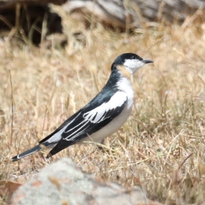 Lalage tricolor (White-winged Triller) at Jeir, NSW - 1 Dec 2019 by jb2602