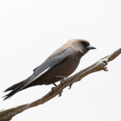 Artamus cyanopterus (Dusky Woodswallow) at Jeir, NSW - 1 Dec 2019 by jb2602