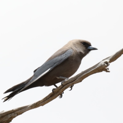 Artamus cyanopterus (Dusky Woodswallow) at Jeir, NSW - 1 Dec 2019 by jb2602