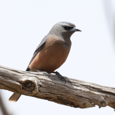 Artamus superciliosus (White-browed Woodswallow) at Jeir, NSW - 1 Dec 2019 by jb2602