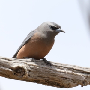 Artamus superciliosus at Jeir, NSW - 1 Dec 2019 11:26 AM