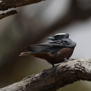 Artamus superciliosus at Jeir, NSW - 1 Dec 2019 11:26 AM