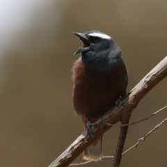 Artamus superciliosus at Jeir, NSW - 1 Dec 2019