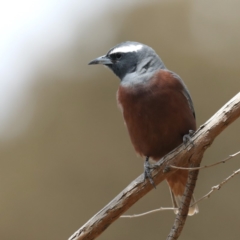 Artamus superciliosus at Jeir, NSW - 1 Dec 2019 11:26 AM