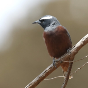 Artamus superciliosus at Jeir, NSW - 1 Dec 2019 11:26 AM