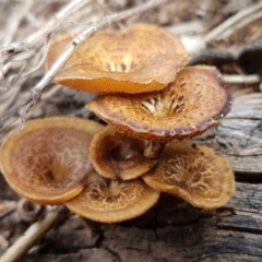 Lentinus arcularius (Fringed Polypore) at Weetangera, ACT - 6 Mar 2020 by trevorpreston