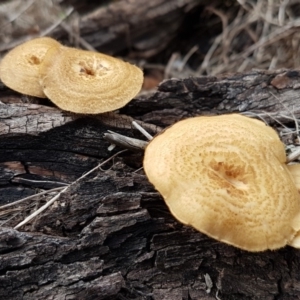 Lentinus arcularius at Weetangera, ACT - 6 Mar 2020 03:29 PM