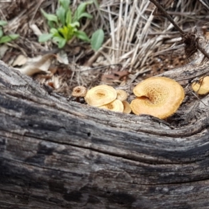 Lentinus arcularius at Weetangera, ACT - 6 Mar 2020 03:29 PM