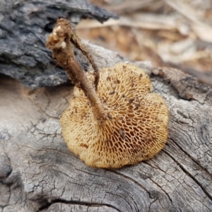 Lentinus arcularius at Weetangera, ACT - 6 Mar 2020 03:29 PM