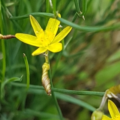 Tricoryne elatior (Yellow Rush Lily) at Weetangera, ACT - 6 Mar 2020 by trevorpreston