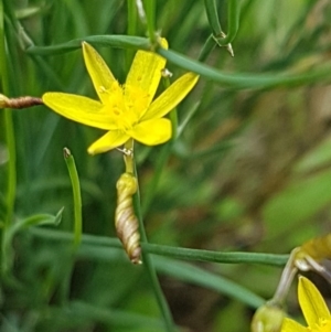 Tricoryne elatior at Weetangera, ACT - 6 Mar 2020