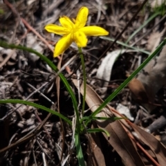 Hypoxis hygrometrica (Golden Weather-grass) at Hawker, ACT - 6 Mar 2020 by trevorpreston