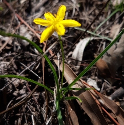 Hypoxis hygrometrica (Golden Weather-grass) at Hawker, ACT - 6 Mar 2020 by tpreston