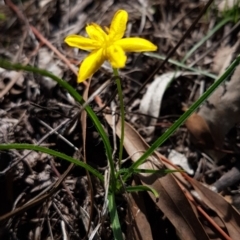 Hypoxis hygrometrica (Golden Weather-grass) at Hawker, ACT - 6 Mar 2020 by tpreston