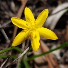 Hypoxis hygrometrica at Hawker, ACT - 6 Mar 2020