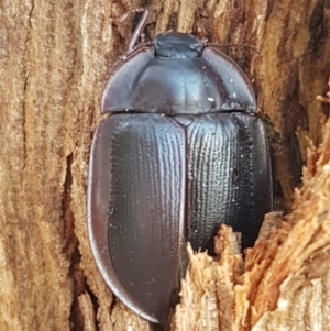 Pterohelaeus piceus at Weetangera, ACT - 6 Mar 2020