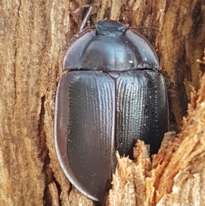 Pterohelaeus piceus (Pie-dish beetle) at The Pinnacle - 6 Mar 2020 by tpreston