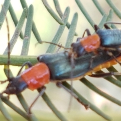 Chauliognathus tricolor (Tricolor soldier beetle) at Weetangera, ACT - 6 Mar 2020 by trevorpreston