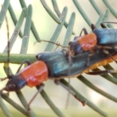 Chauliognathus tricolor (Tricolor soldier beetle) at Weetangera, ACT - 6 Mar 2020 by tpreston