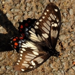 Papilio anactus (Dainty Swallowtail) at Florey, ACT - 6 Mar 2020 by Kurt