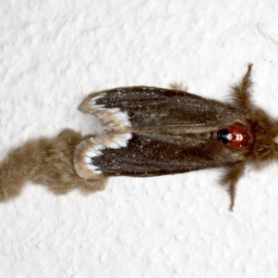 Euproctis marginalis (Margined Browntail Moth) at Ainslie, ACT - 30 Nov 2019 by jbromilow50