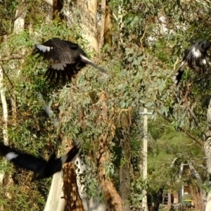 Strepera graculina at Florey, ACT - 6 Mar 2020