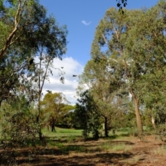 Strepera graculina at Florey, ACT - 6 Mar 2020