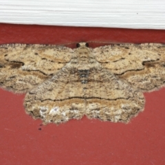 Ectropis excursaria (Common Bark Moth) at Ainslie, ACT - 30 Nov 2019 by jbromilow50