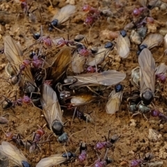 Iridomyrmex purpureus (Meat Ant) at Florey, ACT - 6 Mar 2020 by Kurt