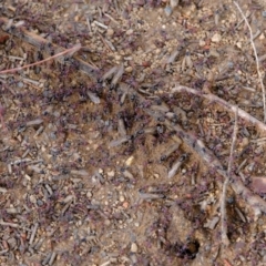 Iridomyrmex purpureus at Florey, ACT - 6 Mar 2020