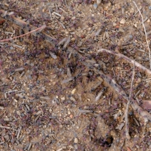 Iridomyrmex purpureus at Florey, ACT - 6 Mar 2020