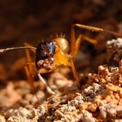 Camponotus consobrinus (Banded sugar ant) at Melba, ACT - 6 Mar 2020 by Kurt