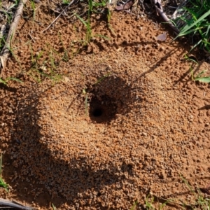 Camponotus consobrinus at Melba, ACT - 6 Mar 2020