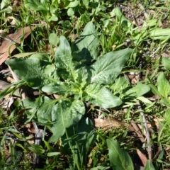 Echium plantagineum (Paterson's Curse) at Tuggeranong DC, ACT - 5 Mar 2020 by Mike