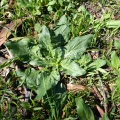 Echium plantagineum (Paterson's Curse) at Isaacs Ridge - 5 Mar 2020 by Mike