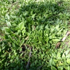 Echium plantagineum at Tuggeranong DC, ACT - 6 Mar 2020