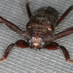 Xystrocera virescens at Ainslie, ACT - 30 Nov 2019