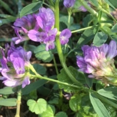 Medicago sativa (Lucerne, Alfalfa) at Griffith Woodland - 6 Mar 2020 by AlexKirk