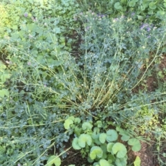 Medicago sativa at Griffith, ACT - 6 Mar 2020 11:13 AM