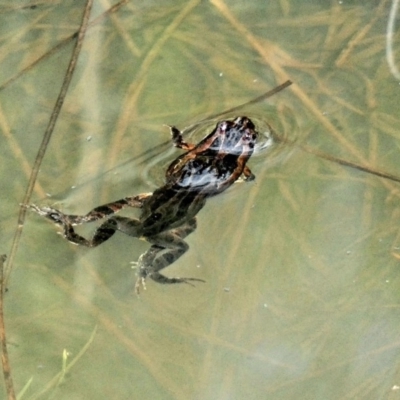 Crinia signifera (Common Eastern Froglet) at Namadgi National Park - 6 Mar 2020 by Ct1000