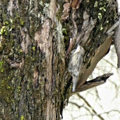 Cormobates leucophaea (White-throated Treecreeper) at Paddys River, ACT - 6 Mar 2020 by Ct1000