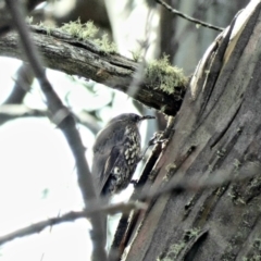 Cormobates leucophaea at Paddys River, ACT - 6 Mar 2020 03:33 PM