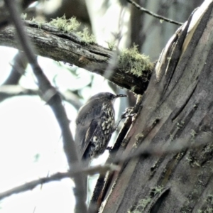 Cormobates leucophaea at Paddys River, ACT - 6 Mar 2020 03:33 PM