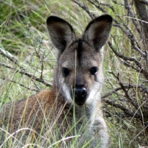 Notamacropus rufogriseus at Paddys River, ACT - 6 Mar 2020