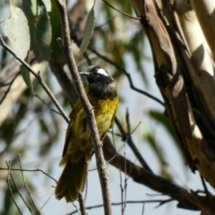 Nesoptilotis leucotis (White-eared Honeyeater) at Gibraltar Pines - 6 Mar 2020 by Ct1000