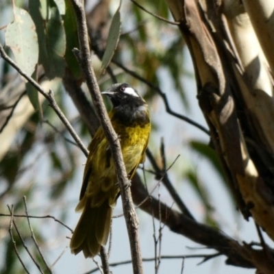 Nesoptilotis leucotis (White-eared Honeyeater) at Paddys River, ACT - 6 Mar 2020 by Ct1000