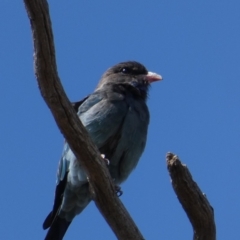 Eurystomus orientalis (Dollarbird) at Mount Ainslie to Black Mountain - 24 Feb 2020 by MargD